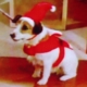 MOOSE Eddie XMAS